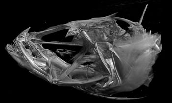 Media type: image;   Ichthyology 13449